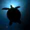 Green Turtle